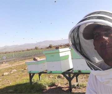 Desde Punitaqui emprendedor australiano busca conquistar el mercado apícola regional