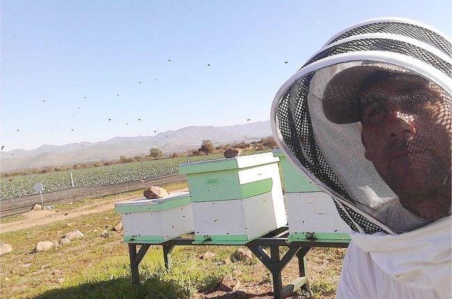 Desde Punitaqui emprendedor australiano busca conquistar el mercado apícola regional