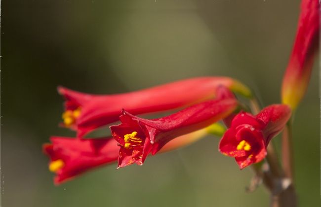 Aires  de  Primavera