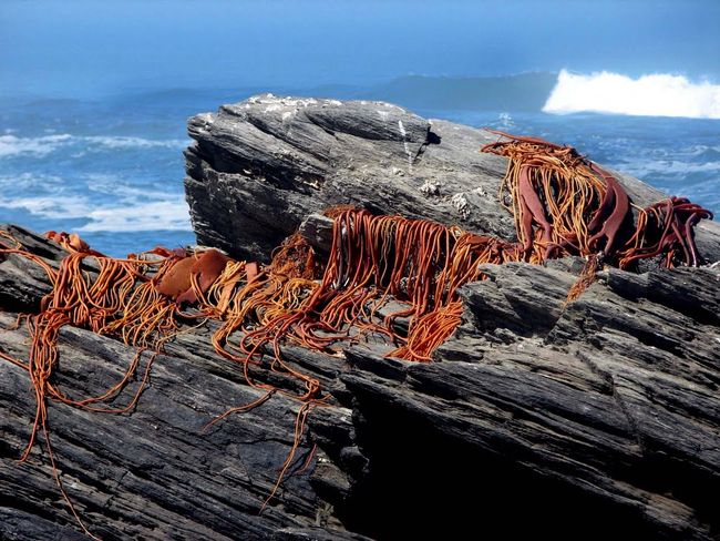 Pescadores de Caleta Talquilla cambiaron el loco y la lapa por la recolección de algas