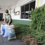 11 – 12 – 14 marihuana hornillos