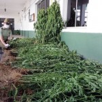 11 – 12 – 14 marihuana hornillos 3