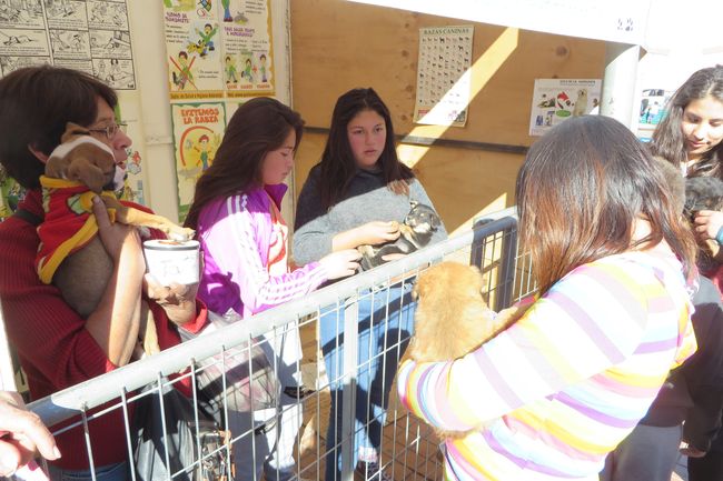 Guarello llama a no comprar perros de criadero sino adoptar animales de la calle