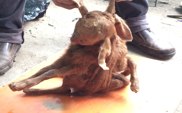 19-08-2015 Cabrito