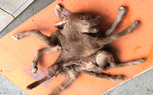 19-08-2015 Cabrito1