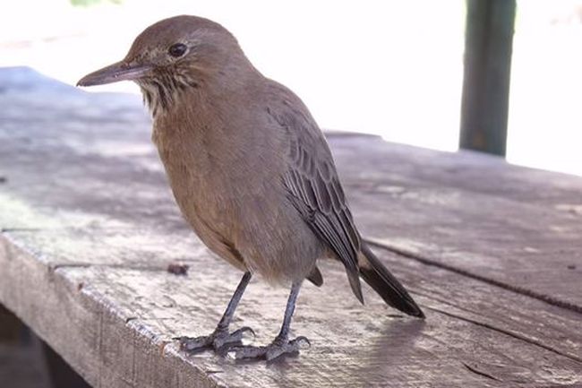 Vocación de Solitario