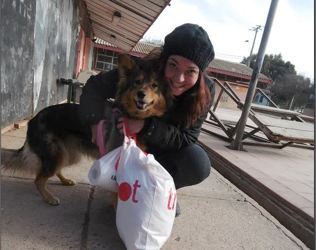 Llaman a integrarse a campaña de esterilización de perros en Ovalle