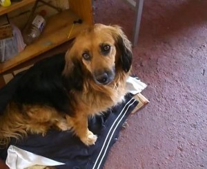 22 - 09 - 15 perrita 2