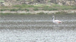Un flamenco en el humedal de la desembocadura del río Limarí.