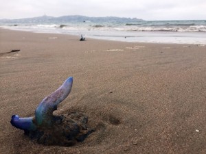 26-02-2016 Fragata portuguesa