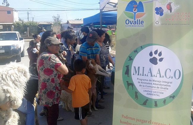 1.453 mascotas han sido esterilizadas en Ovalle