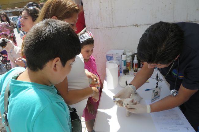 Municipio de Ovalle impulsa campaña “Yo vacuno a mi mascota”