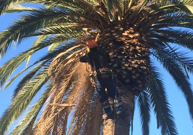 Municipio de Ovalle realiza poda de palmeras en céntricos paseos públicos
