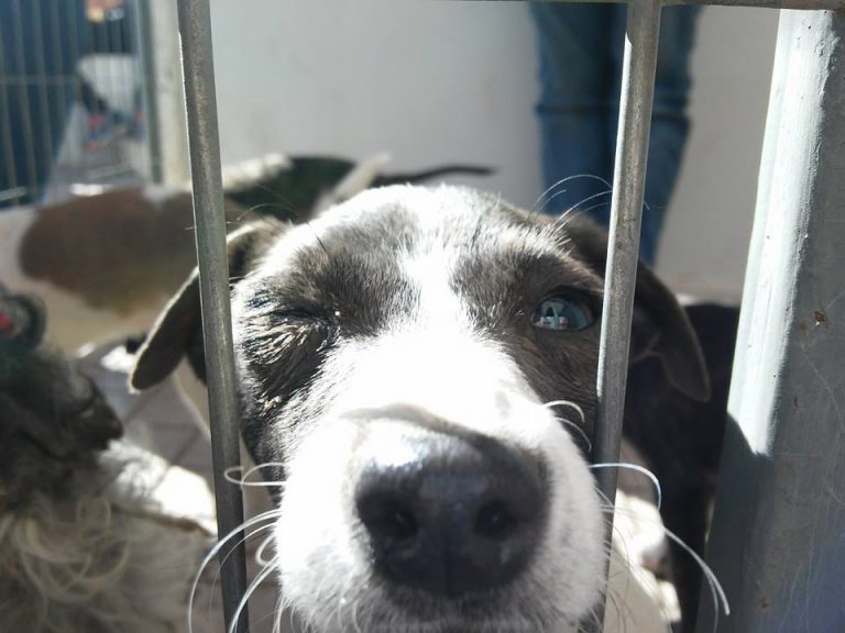 Cachupines buscarán un hogar en la 2ª Feria de Adopción de Mascotas