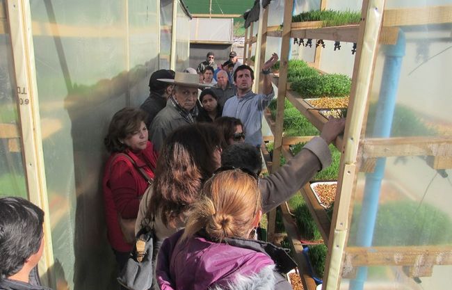 Forraje Hidropónico. ¿Alternativa de alimento caprino en la provincia de Limarí?
