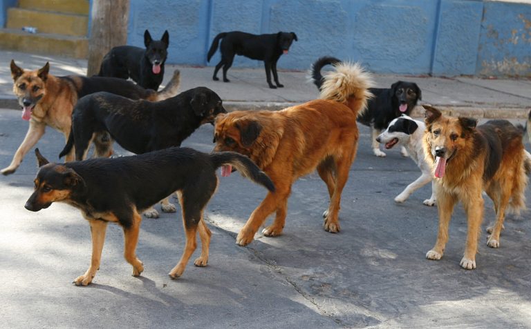 Perros callejeros, ¿Quién se hace cargo?