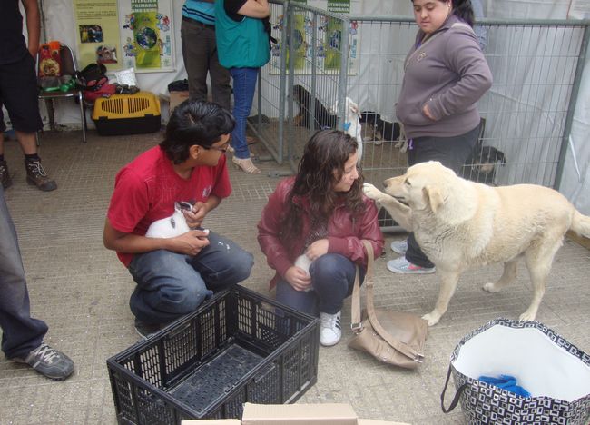 ¿Por favor, me adoptas? La silenciosa demanda de este perro callejero