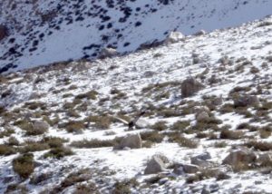 En pleno vuelo sobre el valle.