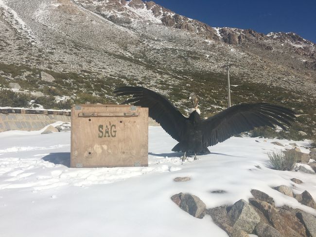 Exijo una explicación: cóndor es encontrado enfermo en canal de regadío de Rapel