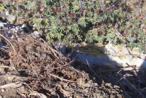 09 - 08 - 16 BASURAL 3