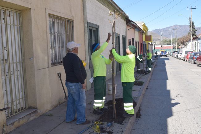 Hacen llamado a cuidar arbolitos plantados en distintos sectores de Ovalle