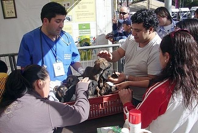Invitan a participar en la sexta feria de adopción de mascotas de este año en Ovalle