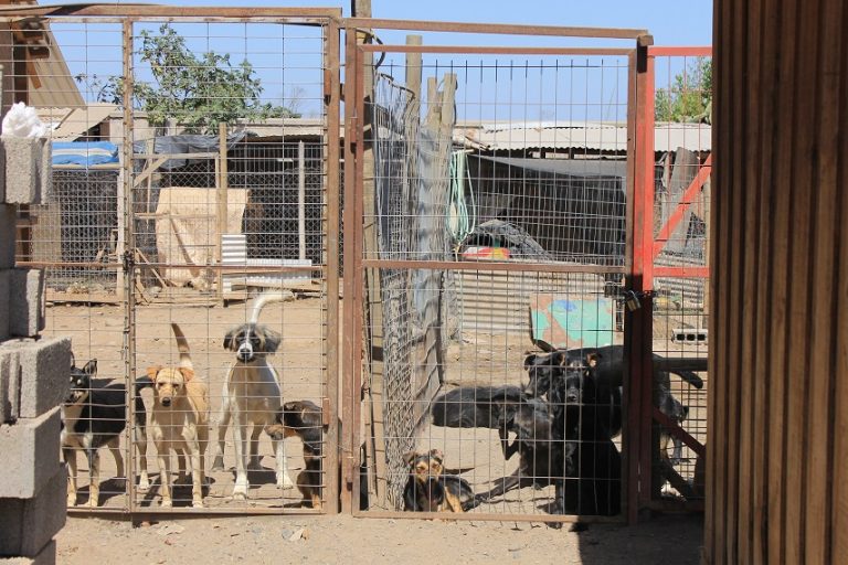 Canil de Ovalle: El hogar de los perros abandonados