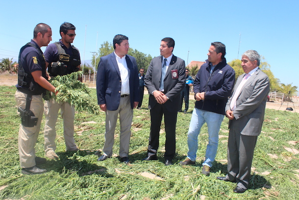 Decomisan más de tres mil plantas de marihuana de los cerros de la provincia del Limarí