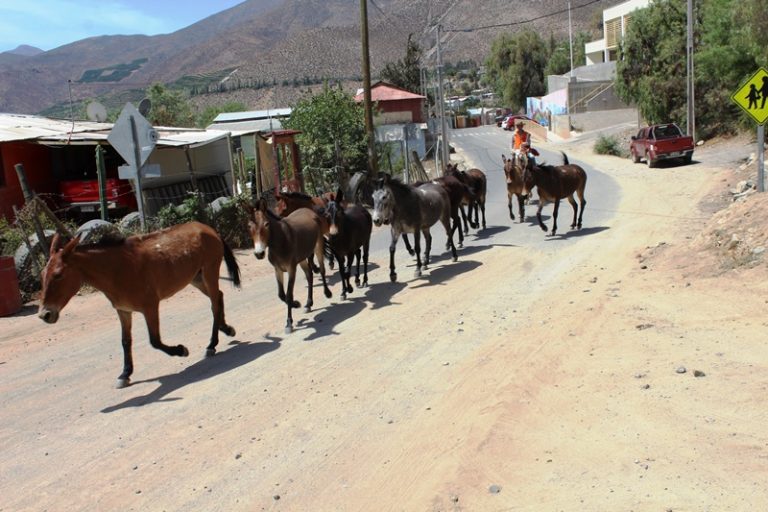 Camino que une Carén con Tulahuén será pavimentado el 2017