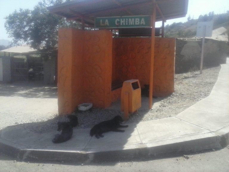 Perros callejeros son un problema en La Chimba