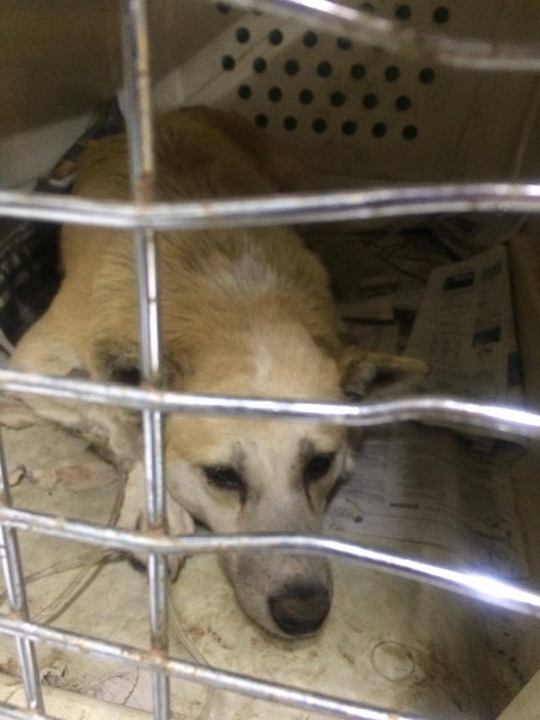 Atención ovallinos de buen corazón: solicitan ayuda para operar a perrita atropellada