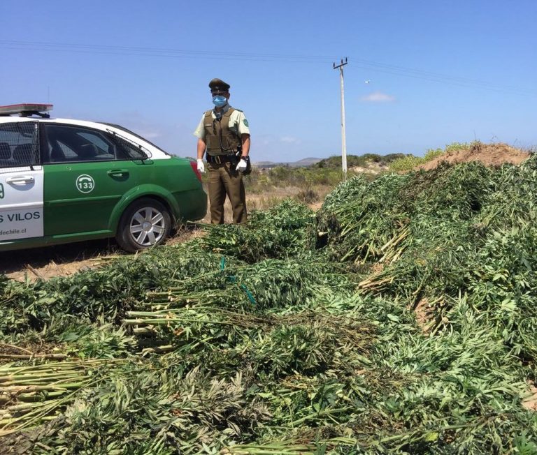 Incautación de 2400 plantas de marihuana  no arroja detenidos