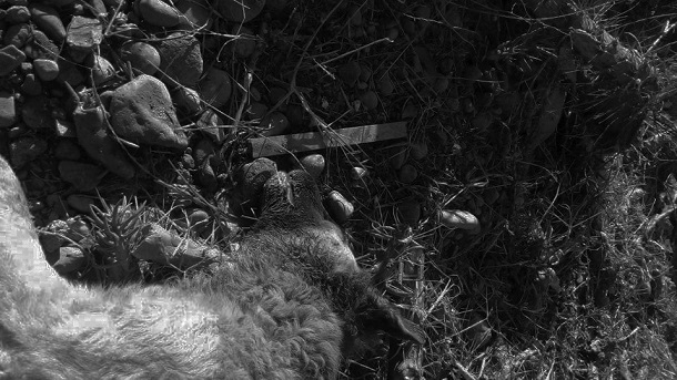 Indignación por denuncias de maltrato animal sin respuesta en Ovalle