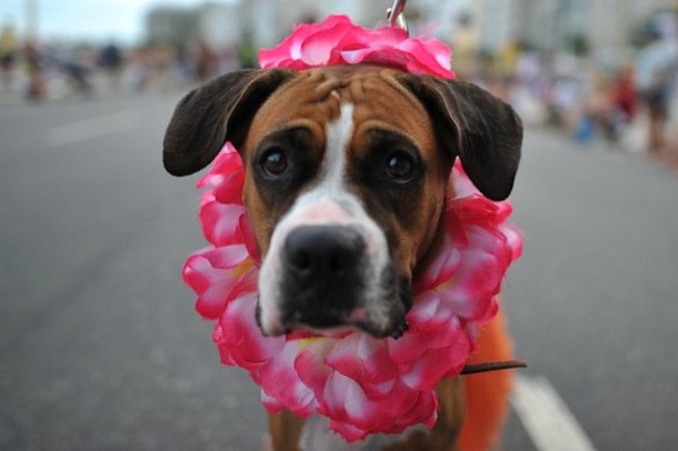 Invitan a los ovallinos a bautizo y fiesta para sus mascotas
