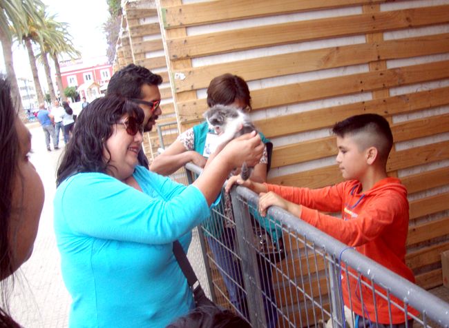 Casi 75 mascotas encontraron hogar en las Ferias de Adopción en el 2017