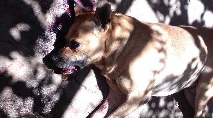 Indignación en las redes sociales por supuesto maltrato animal en Ovalle