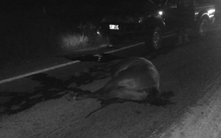 Equino suelto provoca accidente en Ovalle