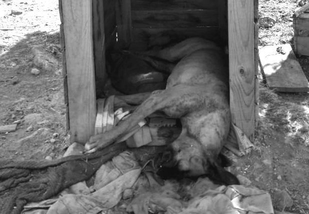 Causan muerte por envenenamiento a dos perros y un gato con dueños