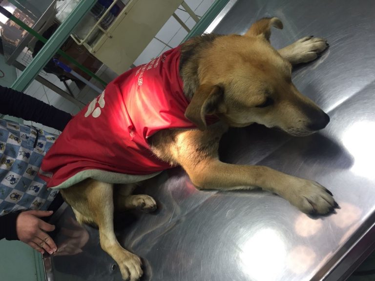 Veterinaria explica qué hacer si encontramos a un perro envenenado