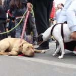 18-08-2018 FERIA MASCOTAS2