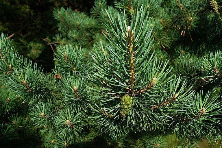 Propietarios forestales podrán obtener seguros con subvención estatal
