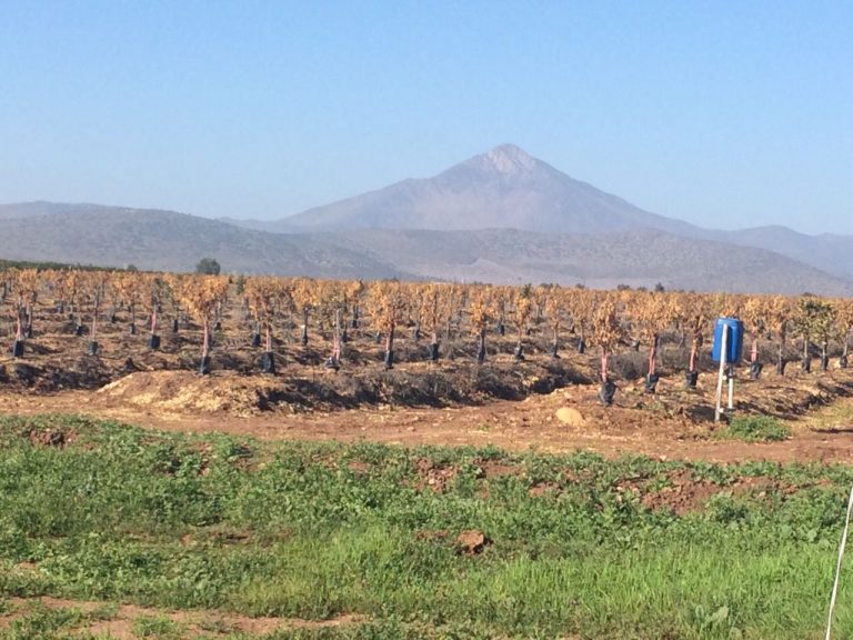 Intensas heladas dañan producción agrícola en la provincia