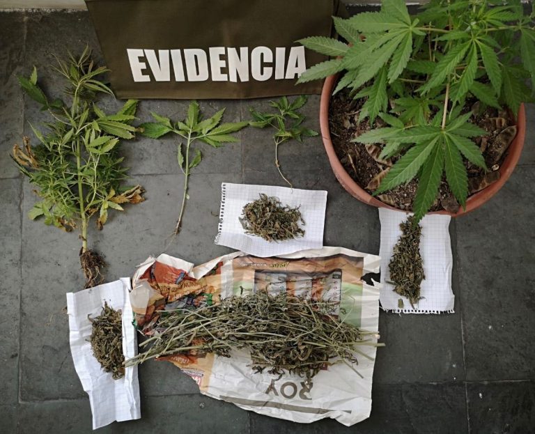 Denunció a su sobrino por tenencia de plantas de marihuana