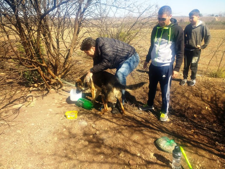 Denuncian caso de maltrato animal en Ovalle
