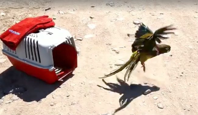 El loro “Lorenzo” recuperó la libertad luego de ser rescatado por jóvenes