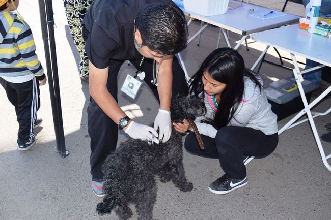 Hoy en La Bombonera vacunarán a mascotas contra la rabia