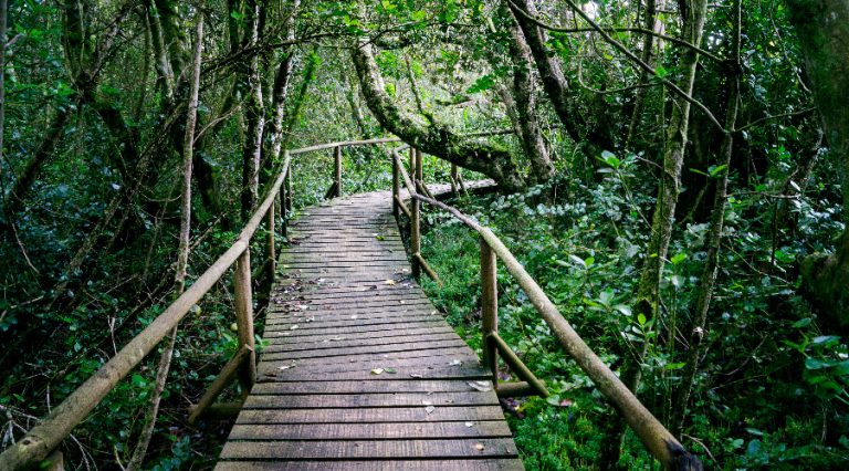 Parque nacional Bosque Fray Jorge  en la mira como próxima concesión.