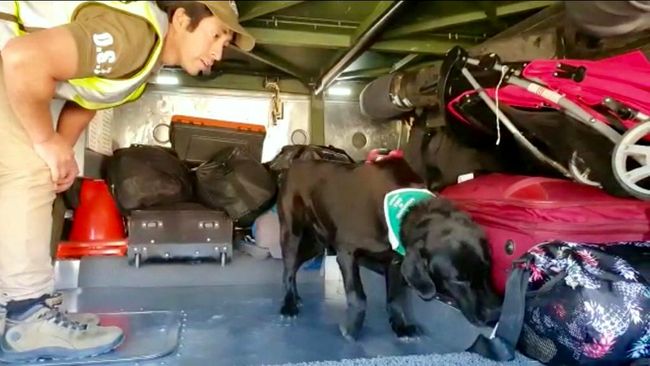 Perrita detectora de droga echa a perder millonario negocio a traficantes