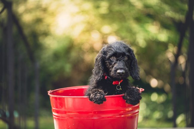 ¿Le cuesta tomar fotos de sus mascotas? Aquí van siete consejos