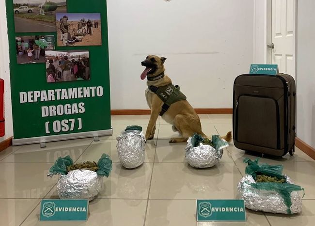 Pasajero  de bus llevaba en la maleta tres paquetes con droga